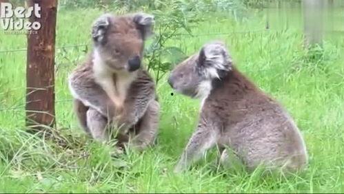 考拉打架视频,揭秘丛林中的生存法则