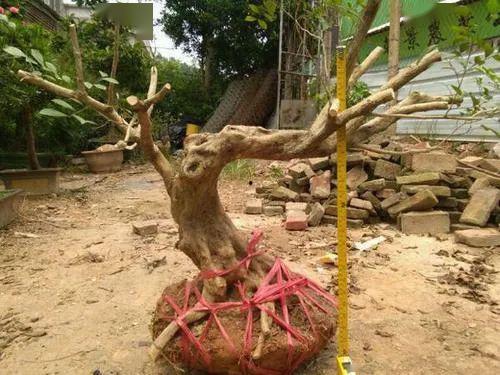 野外挖桩视频,技术流程与施工细节揭秘