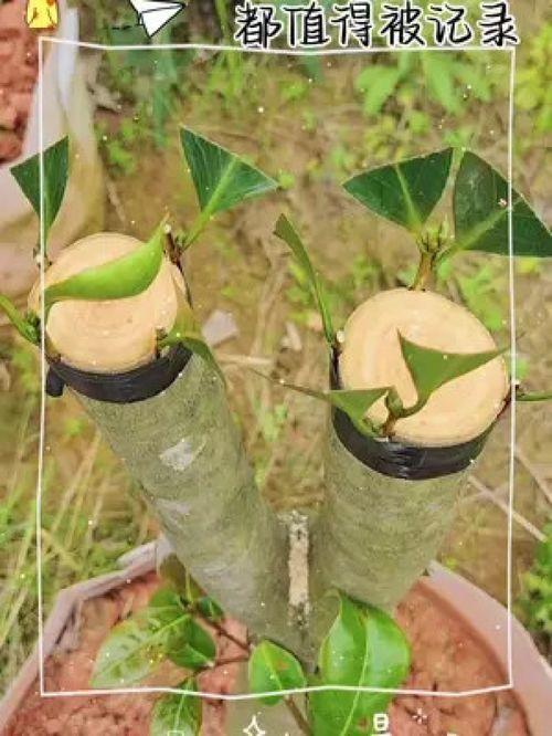 茶花嫁接视频,传承与创新